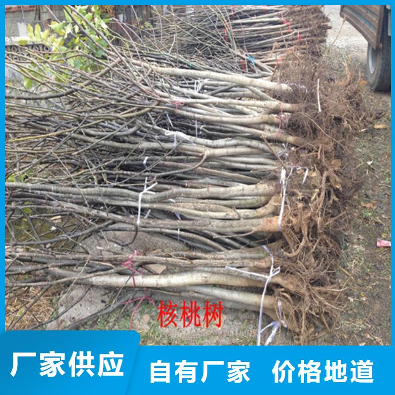 核桃苗【梨树苗基地】厂家售后完善