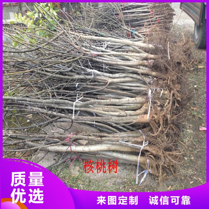 【核桃苗梨树苗基地按需设计】