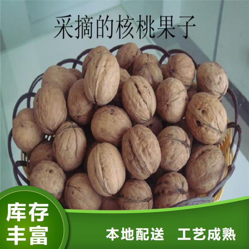 核桃苗【桃树苗】量大从优