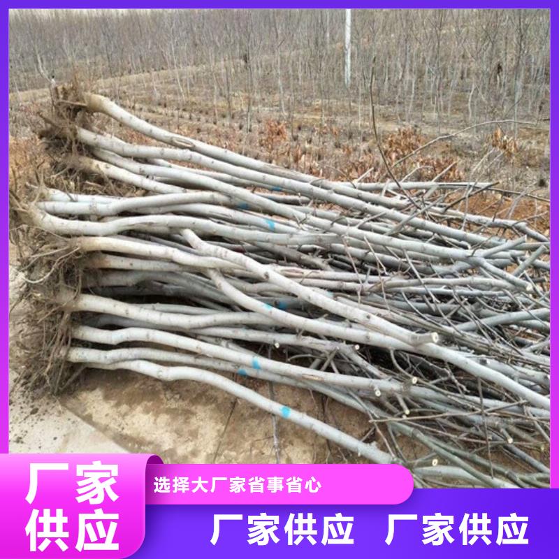 核桃苗樱桃苗基地厂家新品