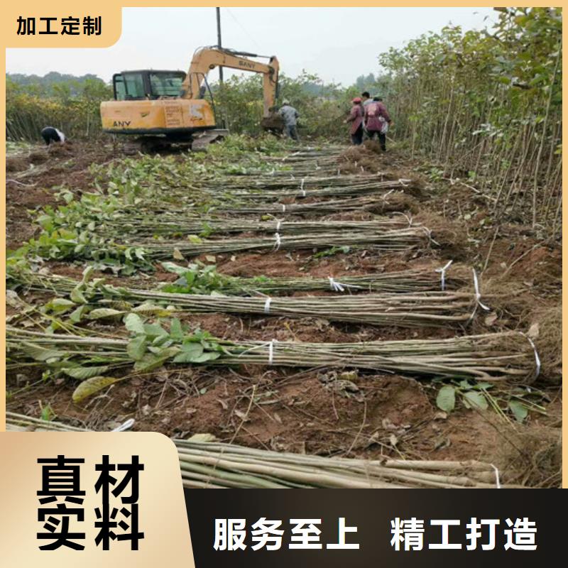 核桃苗樱桃苗基地质量不佳尽管来找我