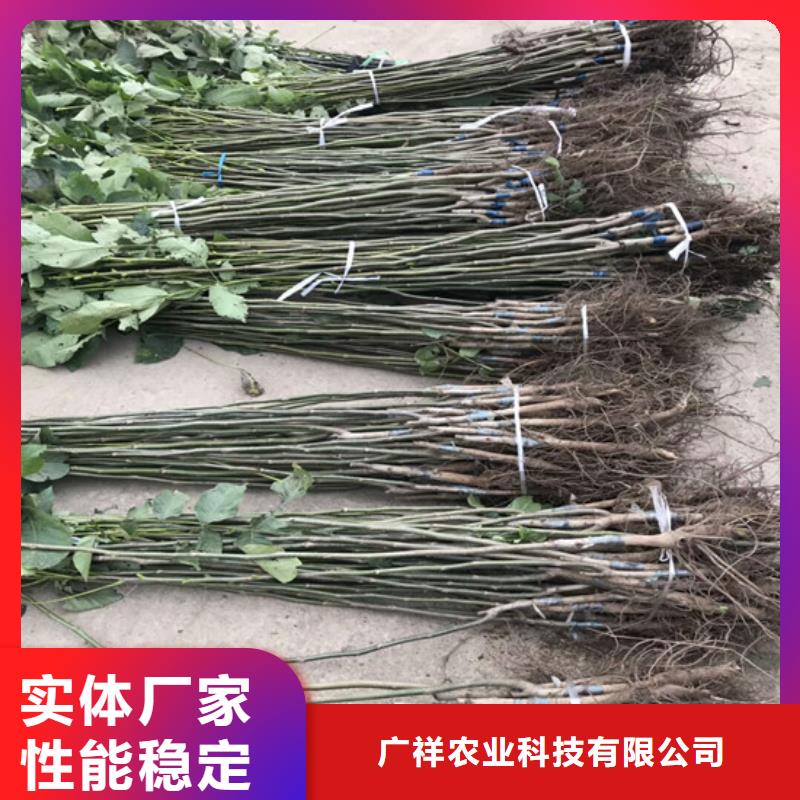 核桃苗黄金苹果树苗专注细节专注品质