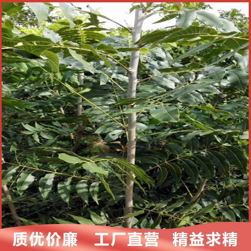 核桃苗樱桃苗基地厂家新品