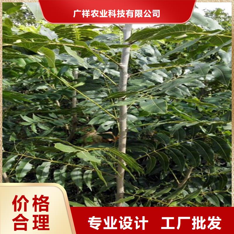 核桃苗果树苗精心选材