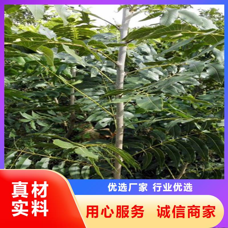 核桃苗,莫妮卡西梅树苗品质优选