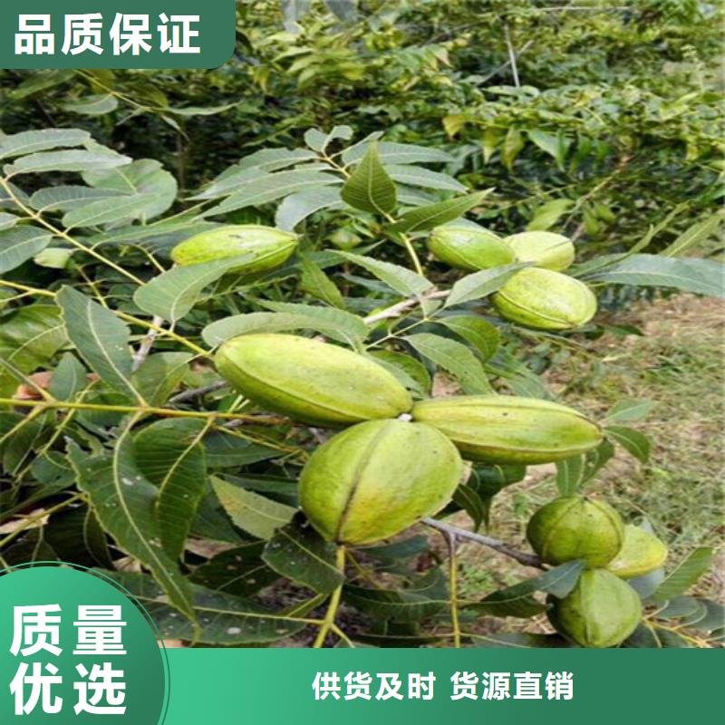 核桃苗大棚草莓苗货到付款