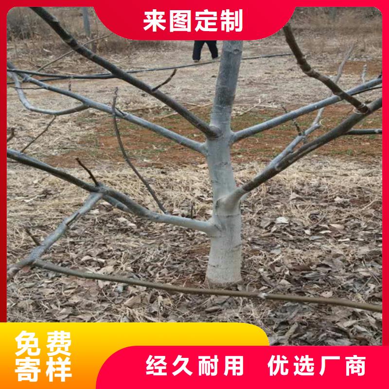 核桃苗果树苗精心选材