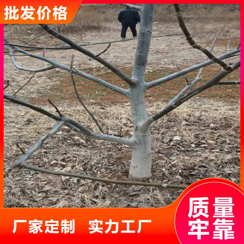 核桃苗大棚草莓苗工艺层层把关