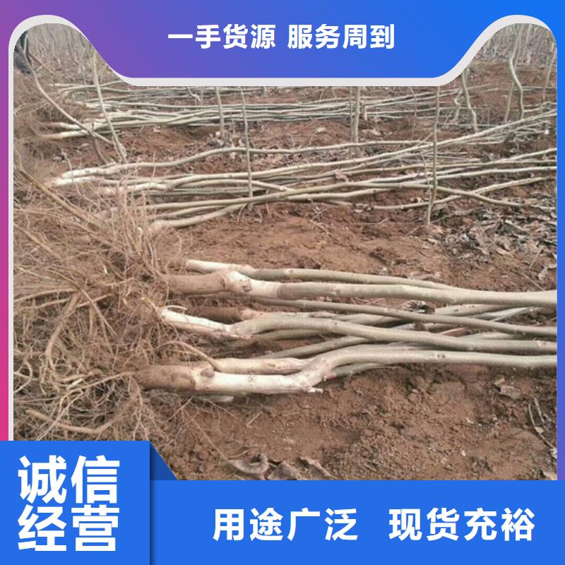【核桃苗梨树苗基地按需设计】