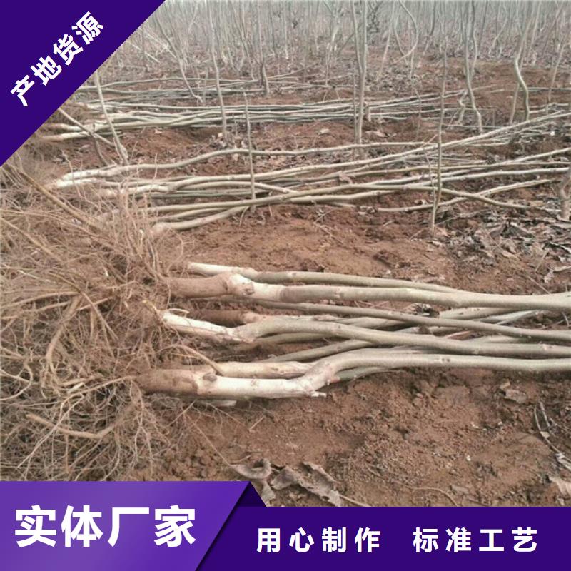 核桃苗樱桃苗基地质量不佳尽管来找我