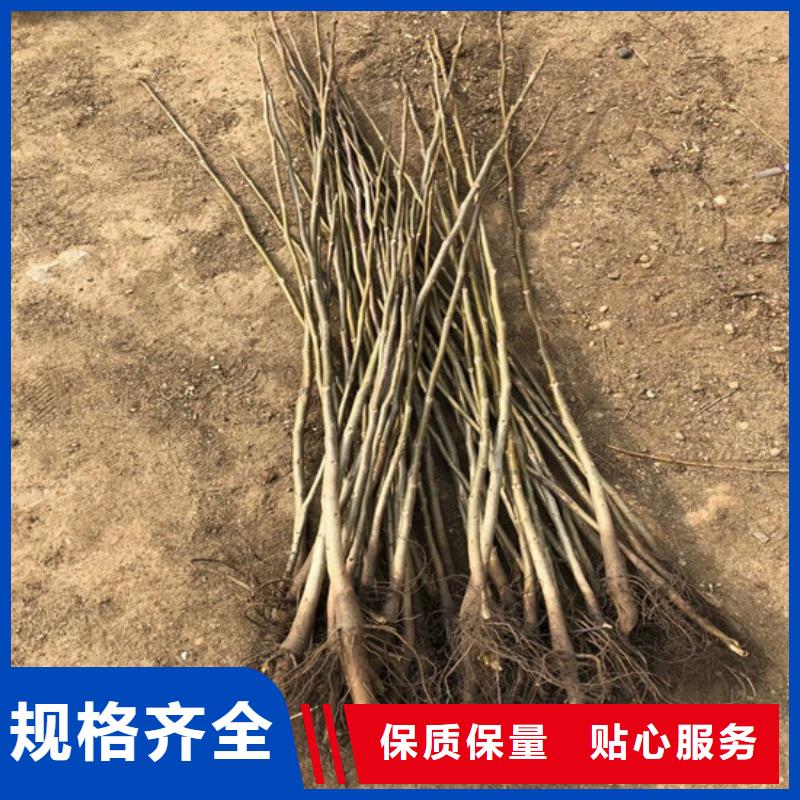 核桃苗大棚草莓苗工艺层层把关