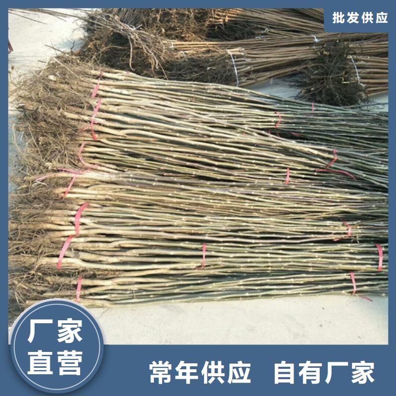 核桃苗,莫妮卡西梅树苗品质优选