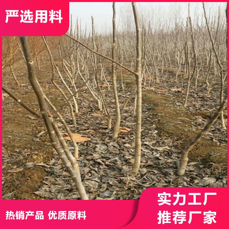 核桃苗樱桃苗基地质量不佳尽管来找我