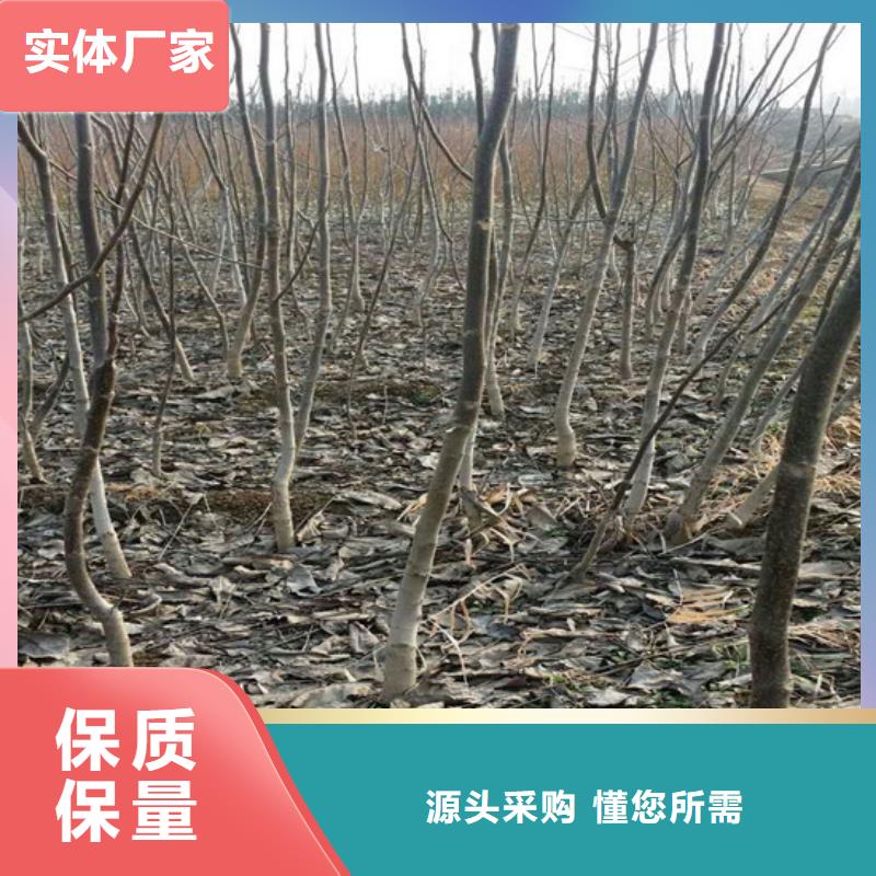 【核桃苗梨树苗基地按需设计】