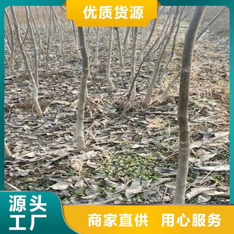 核桃苗大棚草莓苗工艺层层把关