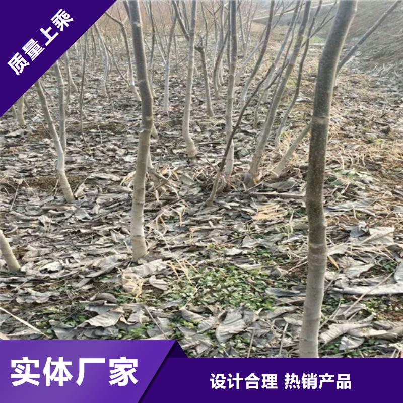 核桃苗大棚草莓苗货到付款