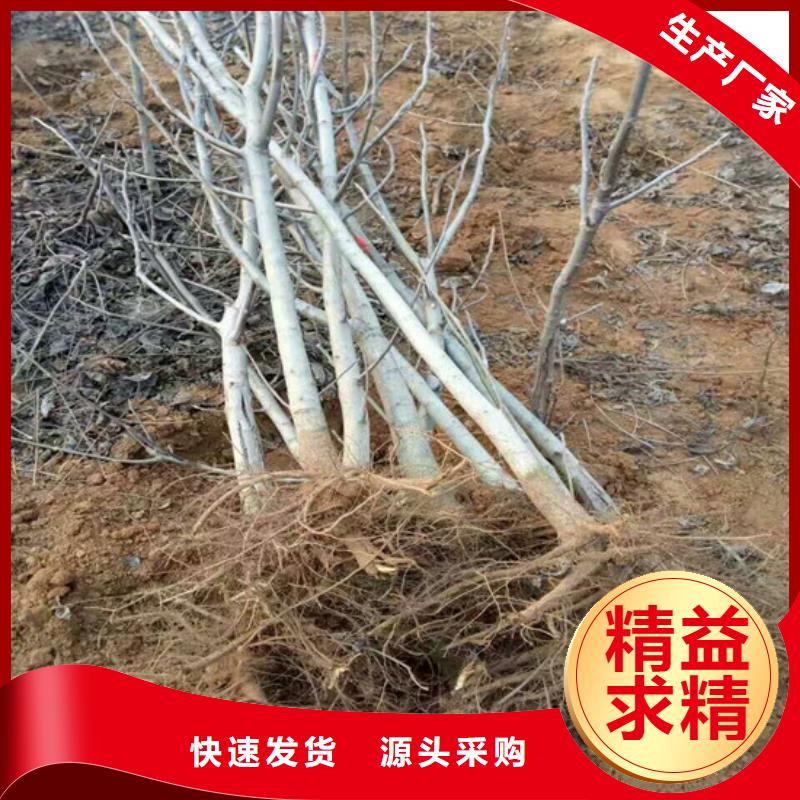核桃苗果树苗精心选材