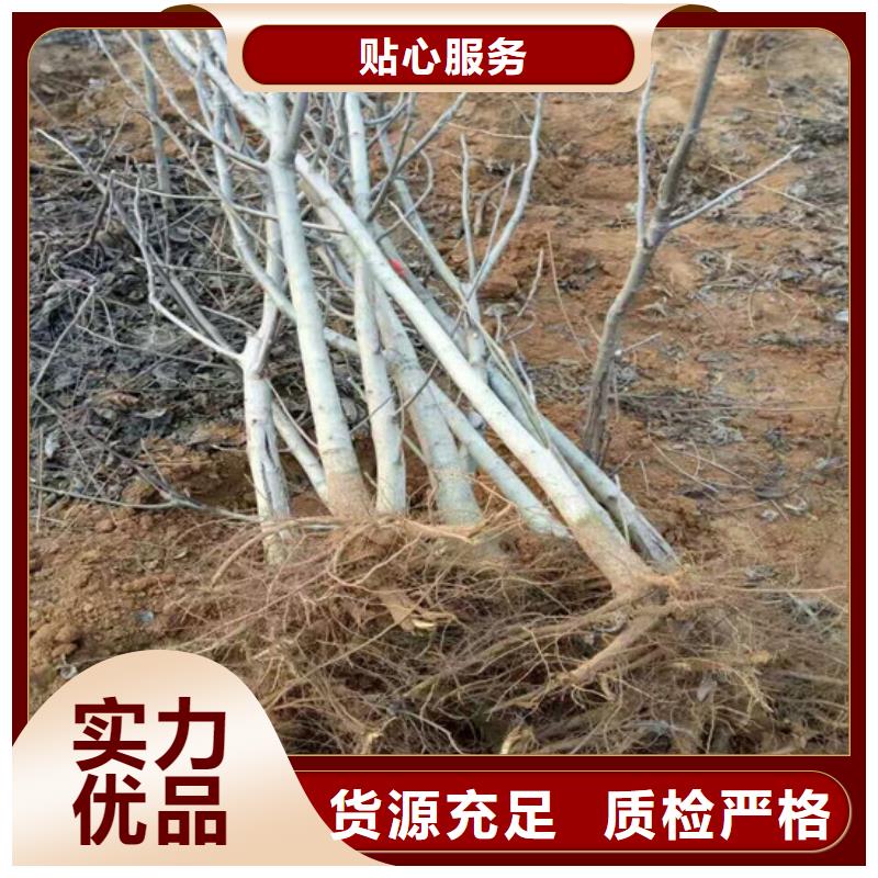 【核桃苗梨树苗基地按需设计】