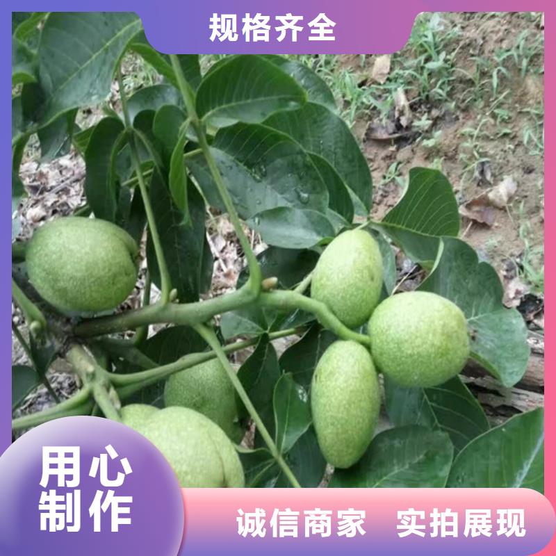 核桃苗果树苗精心选材