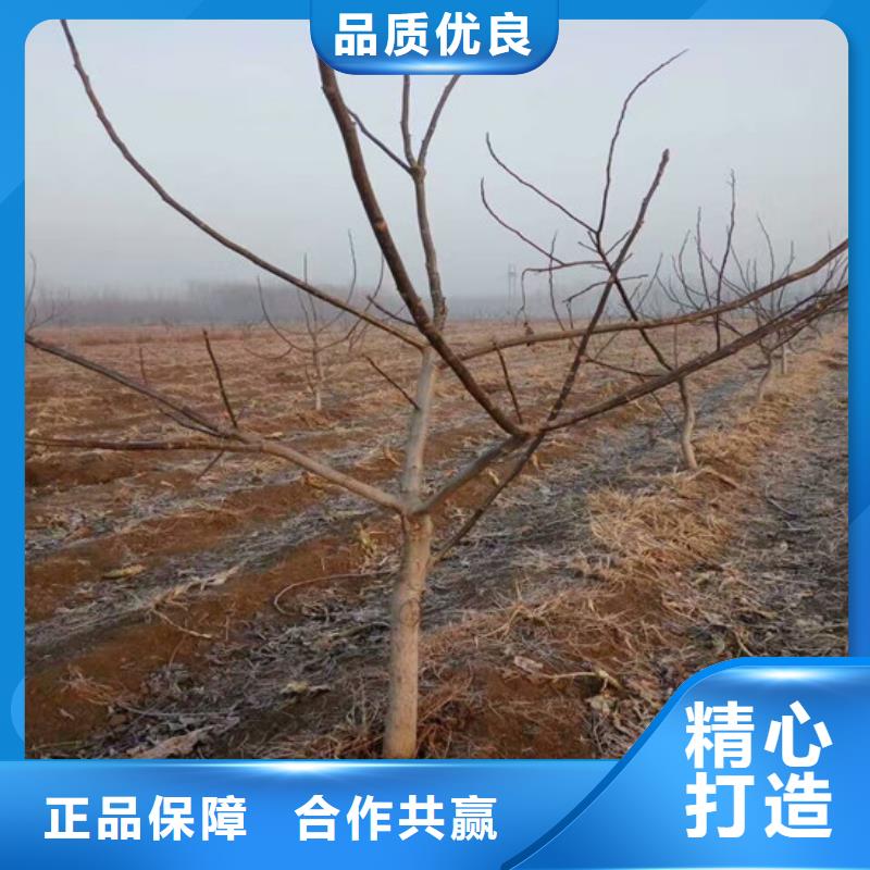核桃苗大棚草莓苗工艺层层把关