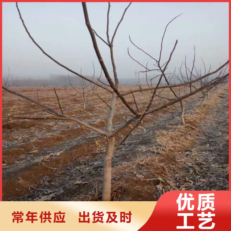 核桃苗黄金苹果树苗专注细节专注品质