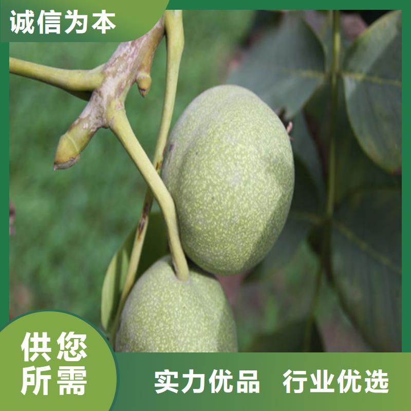 核桃苗樱桃苗基地厂家新品