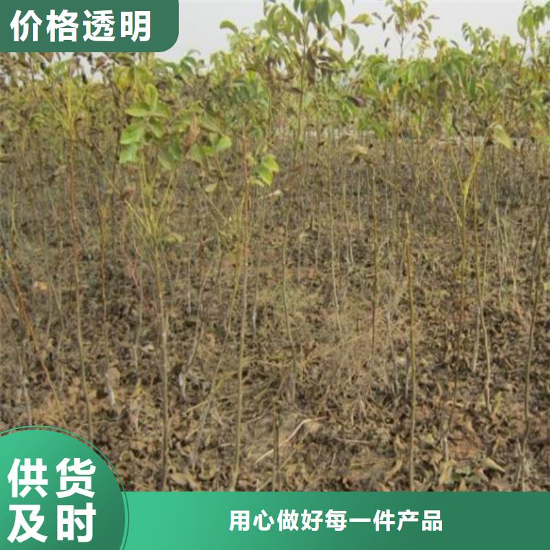 核桃苗,莫妮卡西梅树苗品质优选