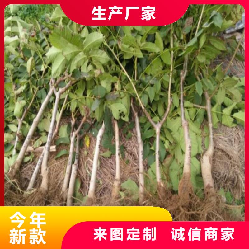 核桃苗【桃树苗】量大从优
