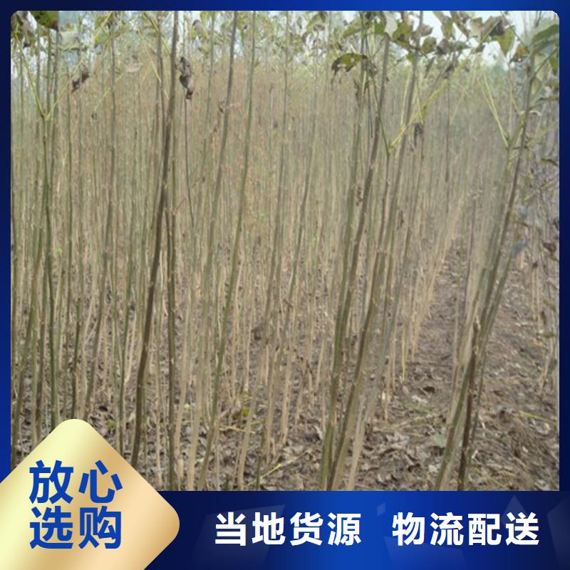 核桃苗【梨树苗基地】厂家售后完善