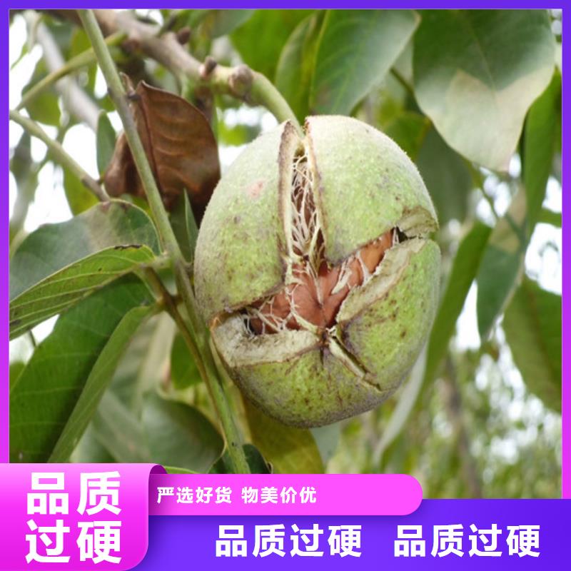 核桃苗,莫妮卡西梅树苗品质优选