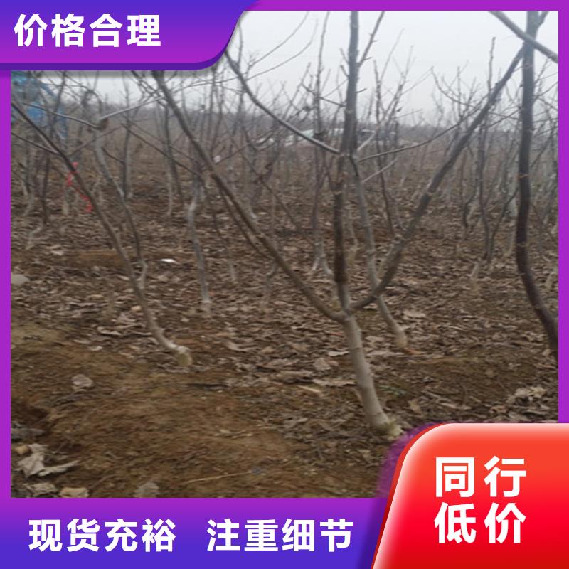 核桃苗,莫妮卡西梅树苗品质优选