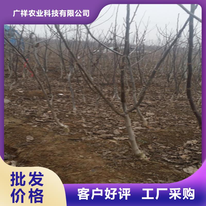 核桃苗大棚草莓苗货到付款