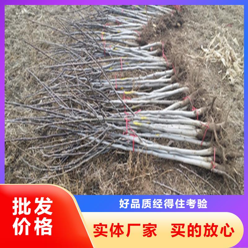 核桃苗,莫妮卡西梅树苗品质优选