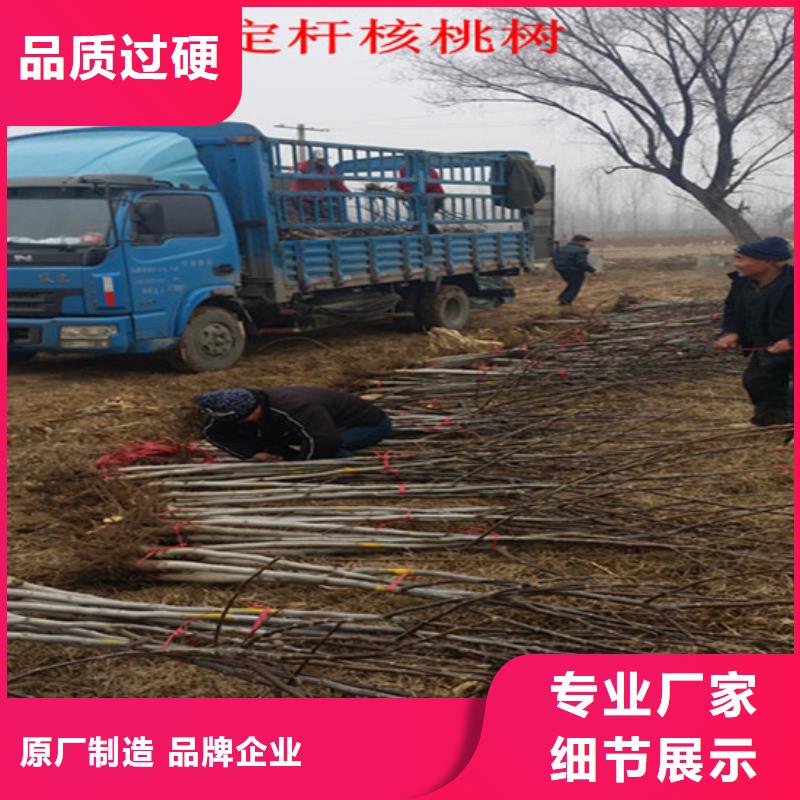 核桃苗,莫妮卡西梅树苗品质优选