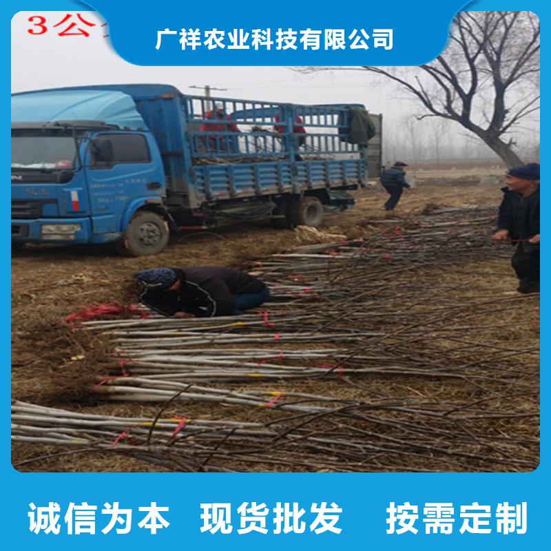核桃苗大棚草莓苗货到付款
