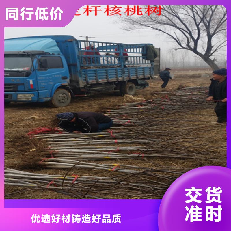 核桃苗樱桃苗基地厂家新品