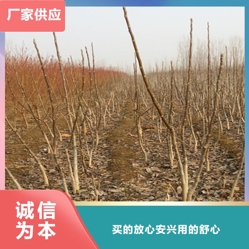 核桃苗樱桃苗基地厂家新品