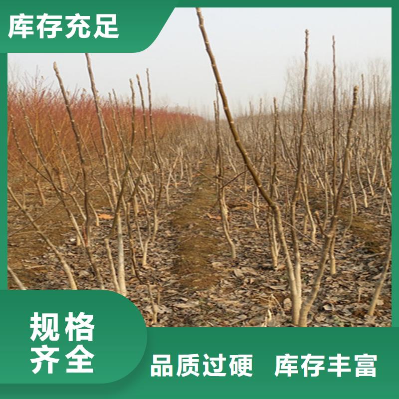 核桃苗黄金苹果树苗专注细节专注品质