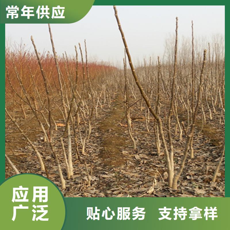 核桃苗大棚草莓苗货到付款