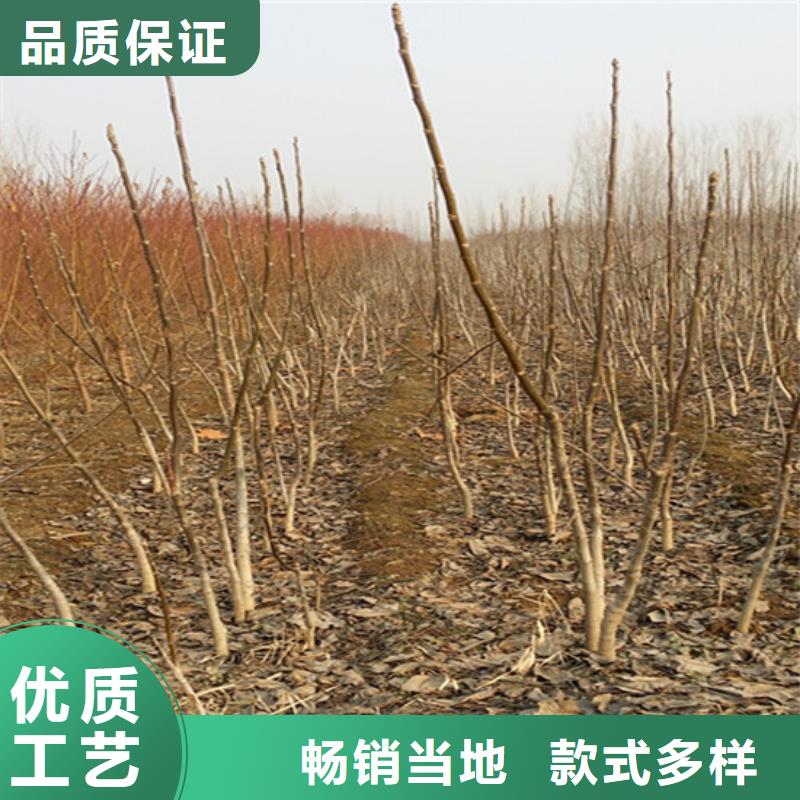 核桃苗,莫妮卡西梅树苗品质优选