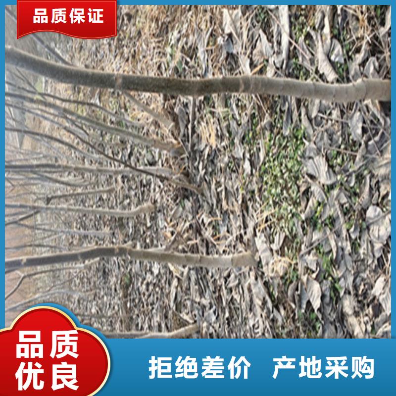 核桃苗,莫妮卡西梅树苗品质优选