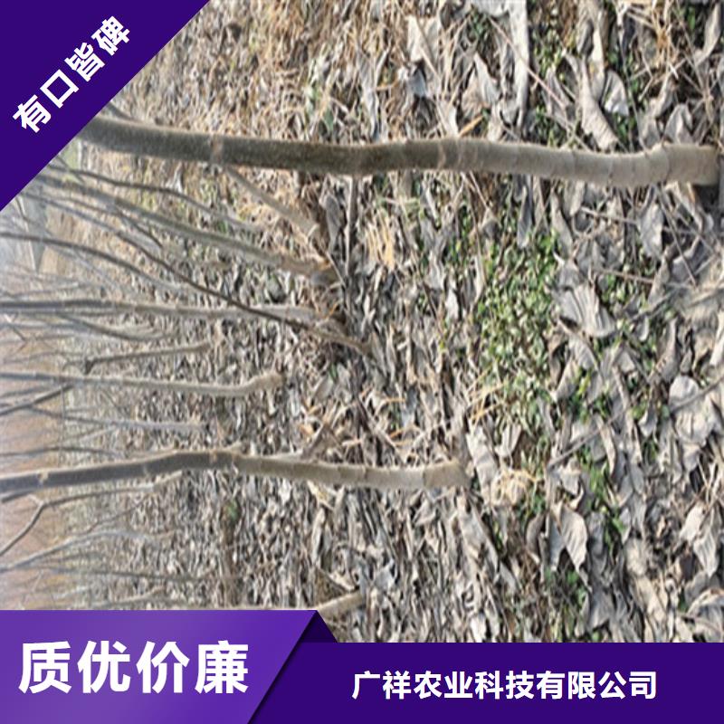 核桃苗大棚草莓苗货到付款