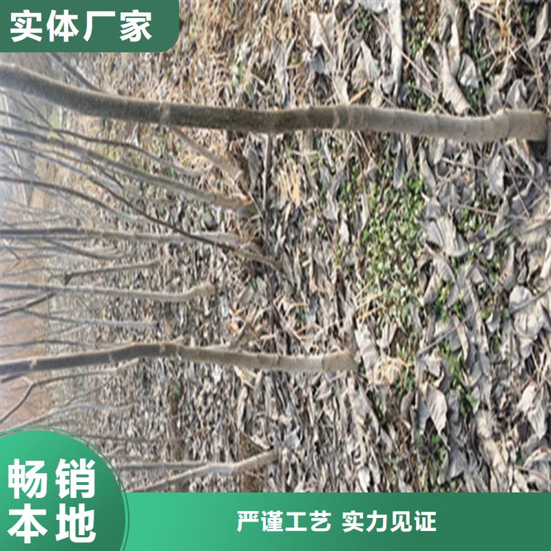 核桃苗大棚草莓苗工艺层层把关
