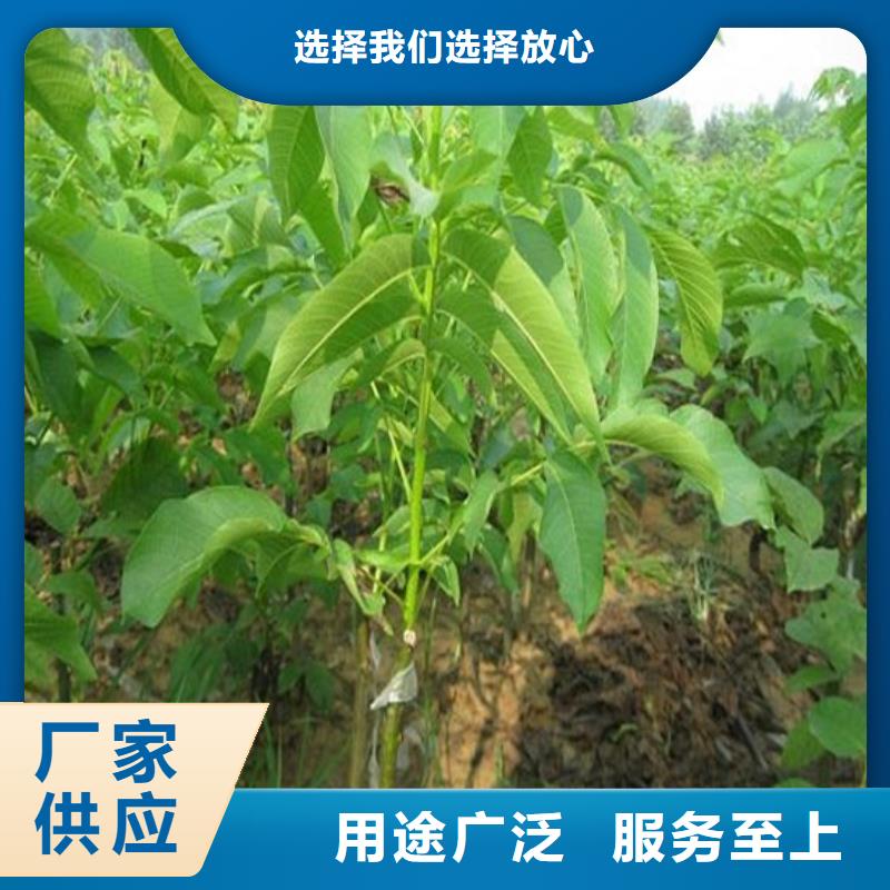 核桃苗大棚草莓苗工艺层层把关