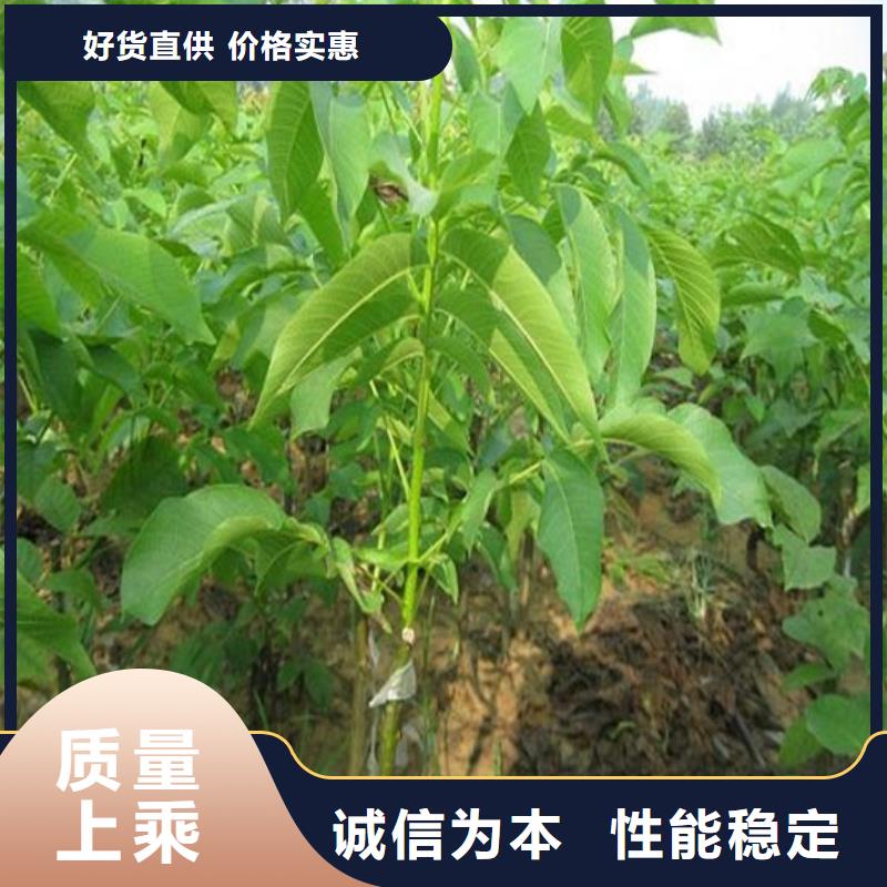 核桃苗,莫妮卡西梅树苗品质优选