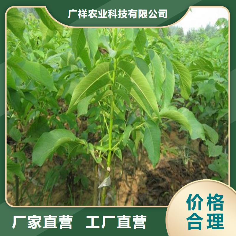 核桃苗大棚草莓苗货到付款