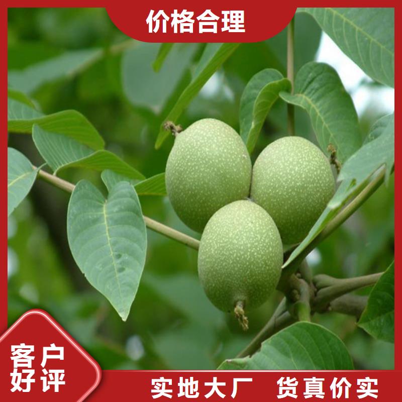 核桃苗大棚草莓苗工艺层层把关