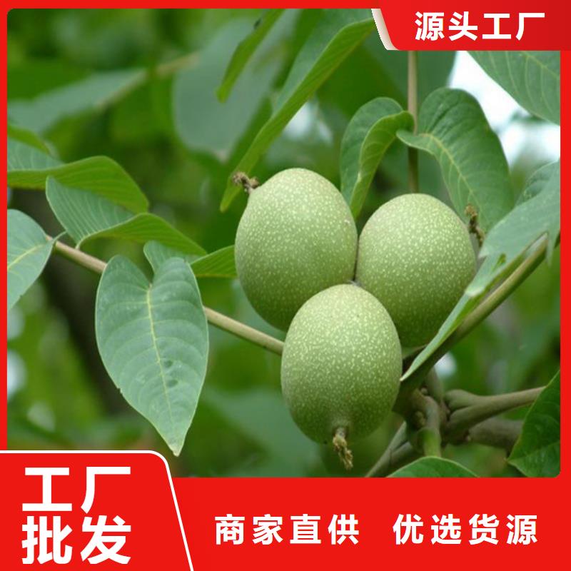 核桃苗,莫妮卡西梅树苗品质优选