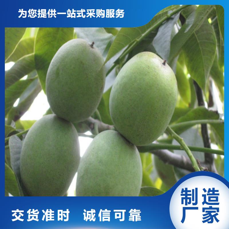 核桃苗樱桃苗基地厂家新品