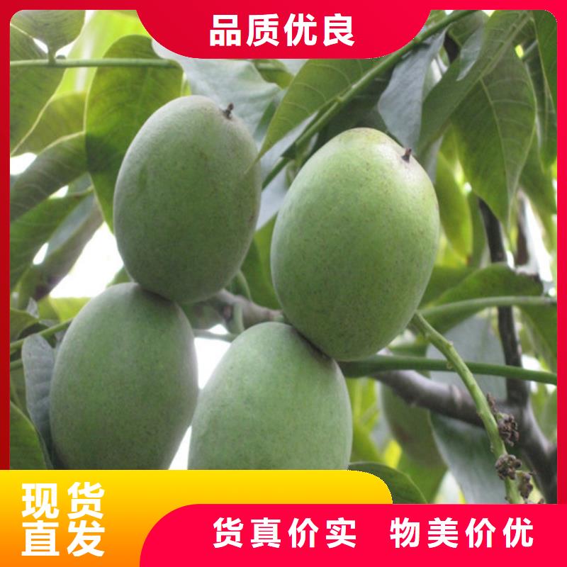 核桃苗大棚草莓苗工艺层层把关